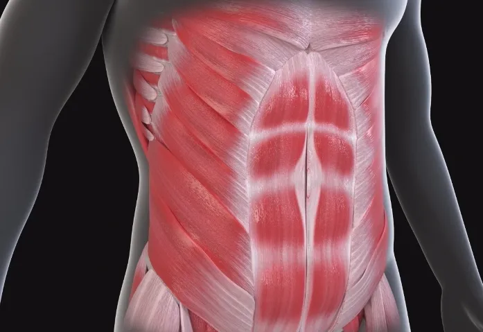The abdominal core / abdominal box muscle system
