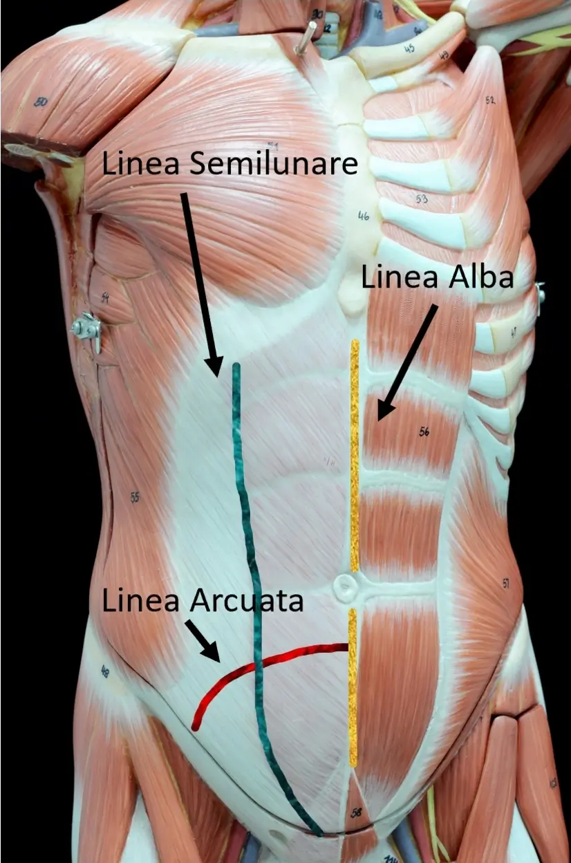 Anatomy of the anterior abdominal wall and the linea alba